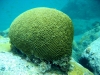 brain_coral_egypt