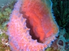 coral_in_the_red_sea