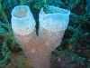 funnel_coral_red_sea_egypt