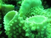 green_sea_coral_egypt