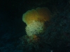 night_dive_fan_coral