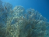 red_sea_fan_coral