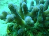 red_sea_hurghada_soft_coral