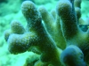 red_sea_soft_coral_hurghada