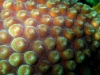 sea_coral_marsa_alam