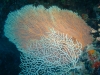 sea_coral_sharm_el_sheikh