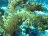 sea_coral_yellow_red_sea
