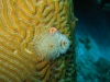 swirl_coral_brain_coral_egypt