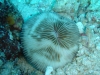 swirl_coral_egypt_red_sea_hurghada