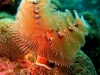 swirl_coral_red_sea_diving_egypt