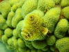 swirl_coral_red_sea_hurghada