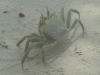 crab_on_sand