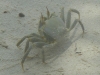crab_on_sand