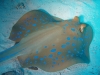 blue_spotted_ray_egypt_red_sea_hurghada
