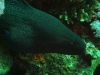 egypt_morae_eel_red_eye