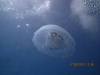 jellyfish_hurghada_egypt_red_sea