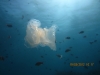 jellyfish_red_sea_hurghada_egypt