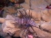 lion_fish_little_brother_egypt