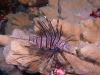 lion_fish_red_sea