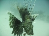 lion_fish_red_sea_egypt