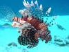 lion_fish_red_sea_hurghada