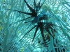 lion_fish_wing_spread_red_sea_hurghada_egypt