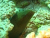 morae_eel_red_sea_egypt