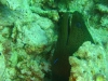 morae_eel_red_sea_hurghada