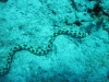 sea_snake_hurghada_egypt