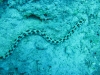 sea_snake_hurghada_red_sea