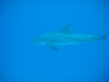bottlenosed_dolphin_hurghada_red_sea