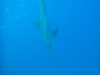 bottlenosed_dolphin_hurghada_red_sea_egypt