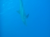 bottlenosed_dolphin_hurghada_red_sea_egypt