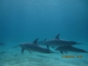 skool_of_dolphins_egypt_hurghada_red_sea