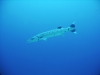 barracuda_red_sea_egypt
