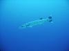 barracuda_red_sea_egypt