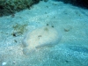 flounder_sole