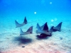 manta_rays