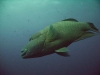 napolean_wrasse_little_brother_egypt