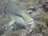 napoleon_wrasse_egypt