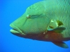 napoleon_wrasse_red_sea