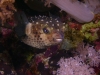 puffer_fish_hurghada_egypt