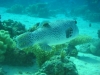 pufferfish_hurghada_red_sea