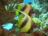 angel_fish_red_sea_egypt