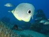 butterfly_fish_ras_mohammed