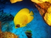 butterfly_fish_red_sea