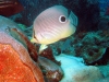 butterfly_fish_sharm_el_sheikh