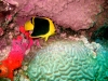 hurghada_egypt_rock_beauty_fish