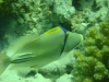 picasso_triggerfish_egypt