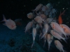 red_sea_fish_night_dive